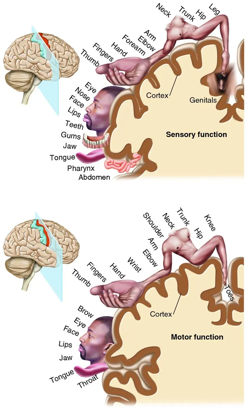 THE FEET, SPECIFICALLY THE TOES, ARE DIRECTLY ADJACENT TO THE GENITALS IN THE SOMATOSENSORY CORTEX