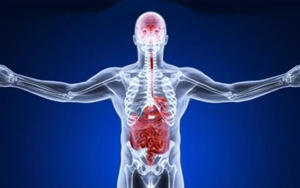 Fascia