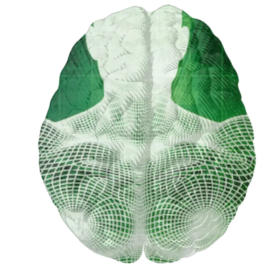 The Language of Cells
