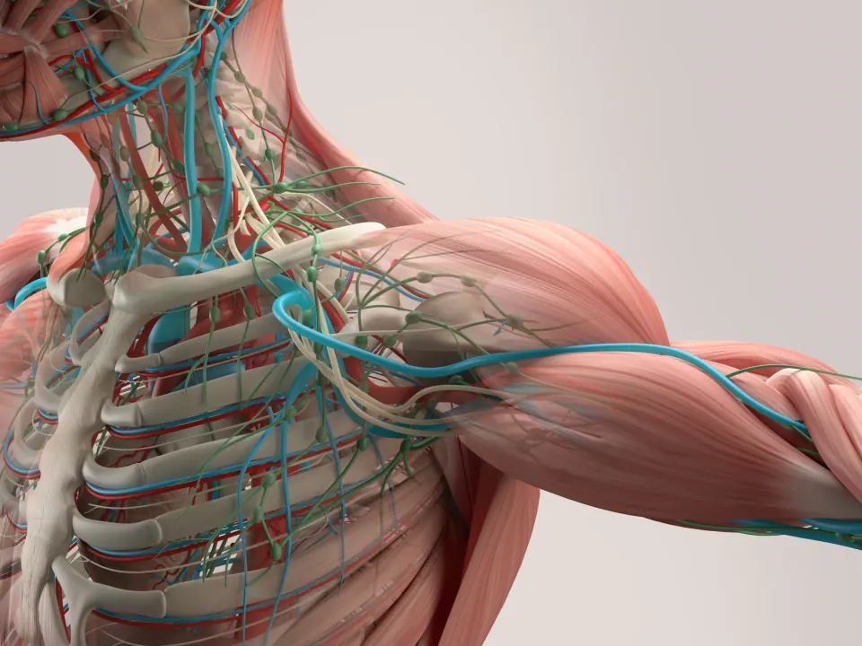 Foam Rolling effectivness and expolring Fascia