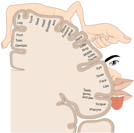 Image: Cortical homunculi – the inverted sensory body map in Parietal cortex area; SI