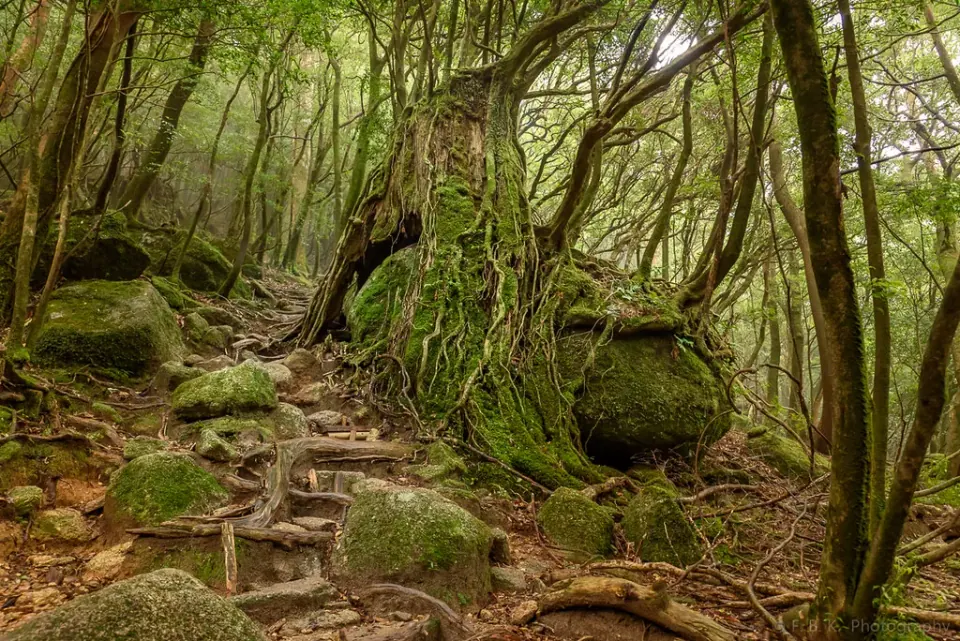 Forest Bathing Explained
