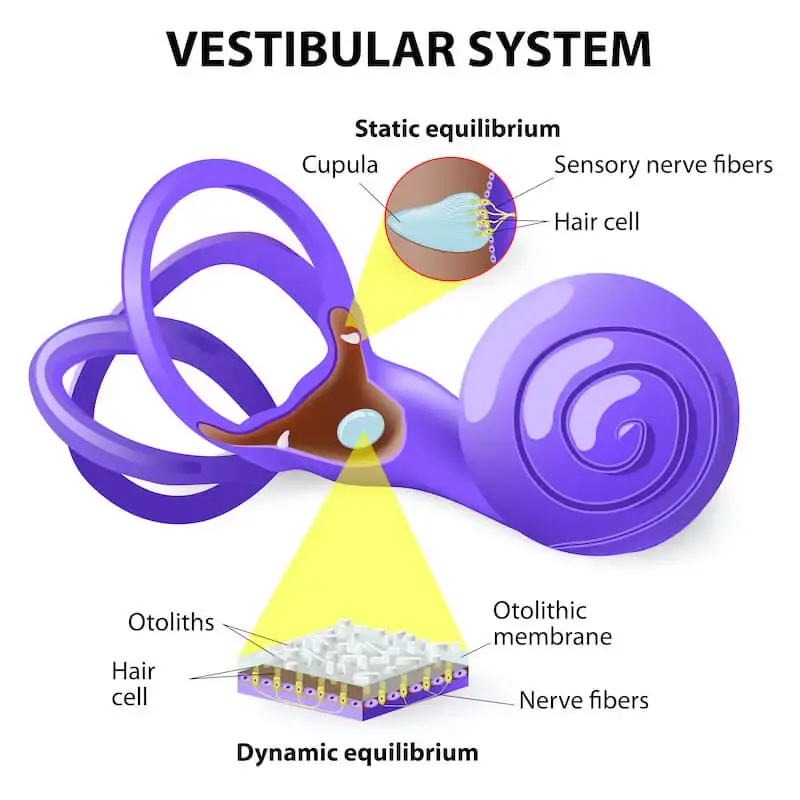Vestibular System explained