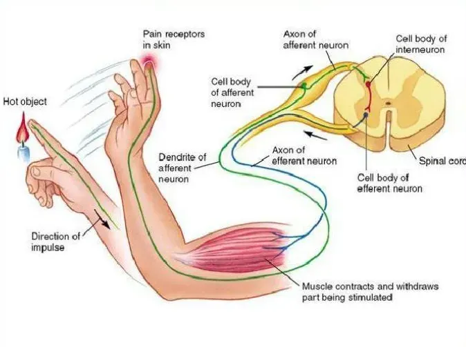 Anatomy of Pain