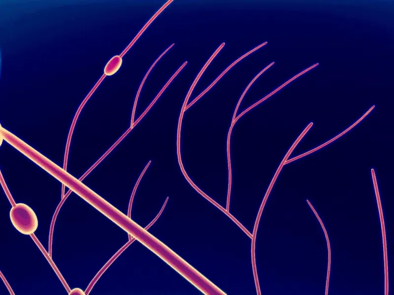 The Neurological Dimension
