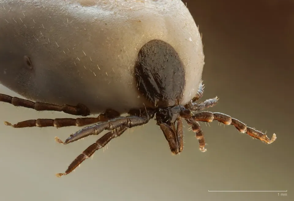 I was Diagnosed with Lyme Disease