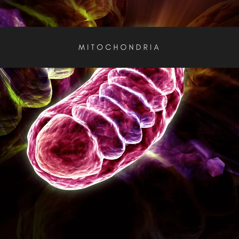 Mitochondria